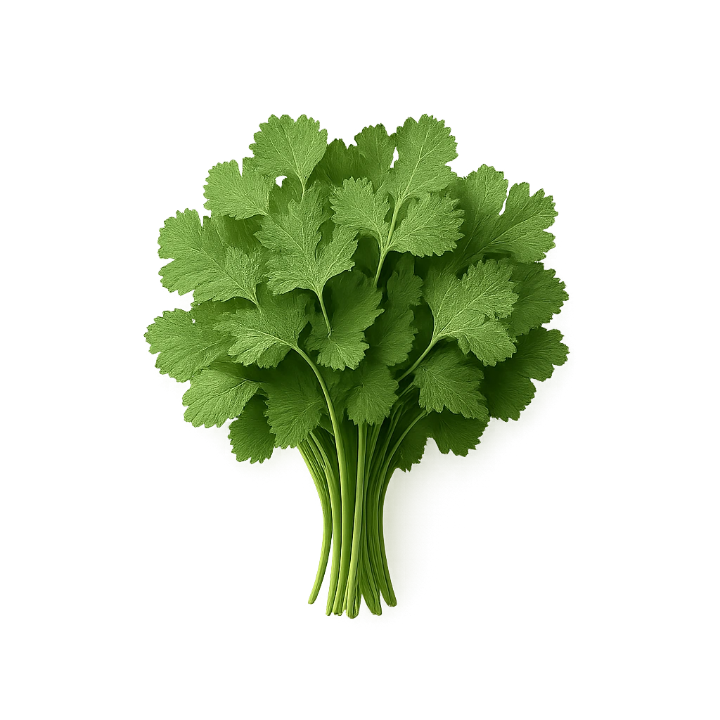 Кинза Горная