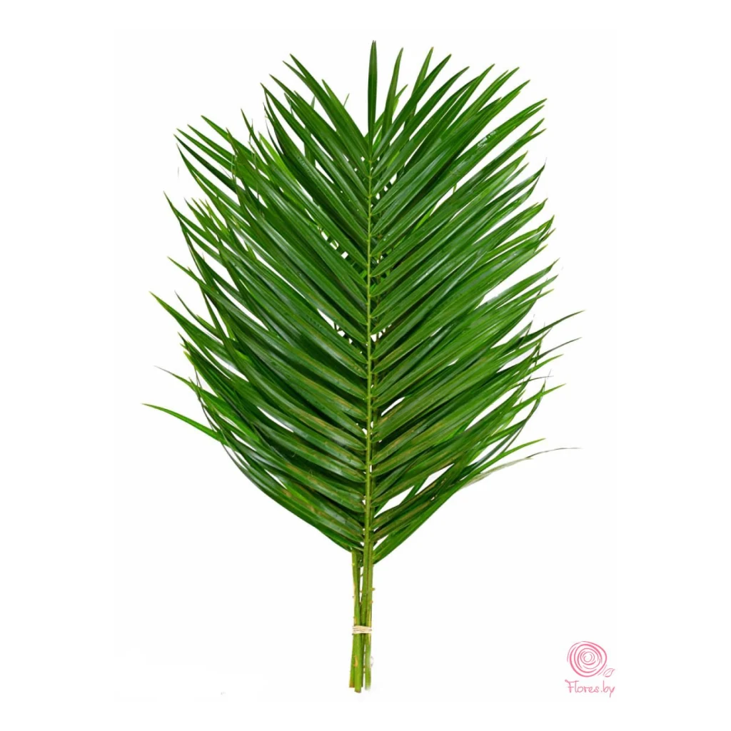 Листья робелини 80 см — фото 1