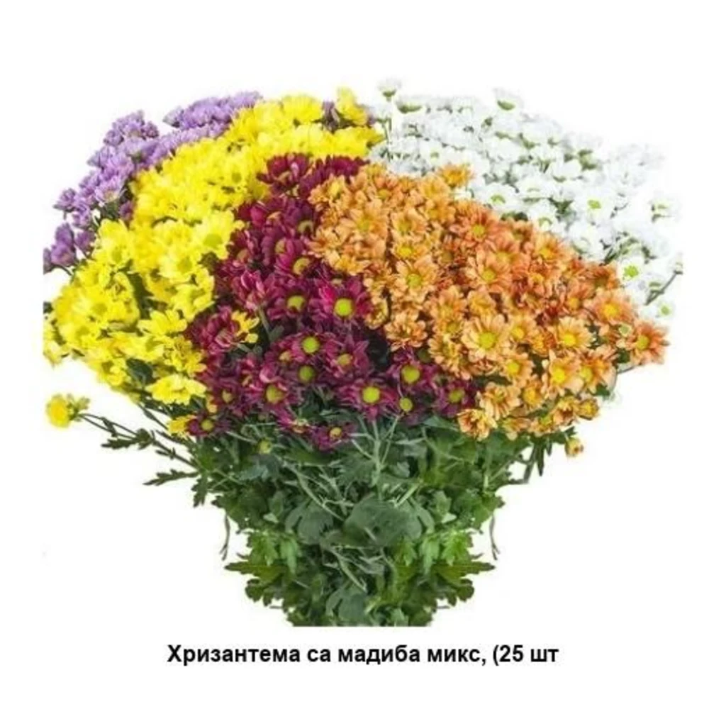 Хризантема са мадиба микс — фото 1
