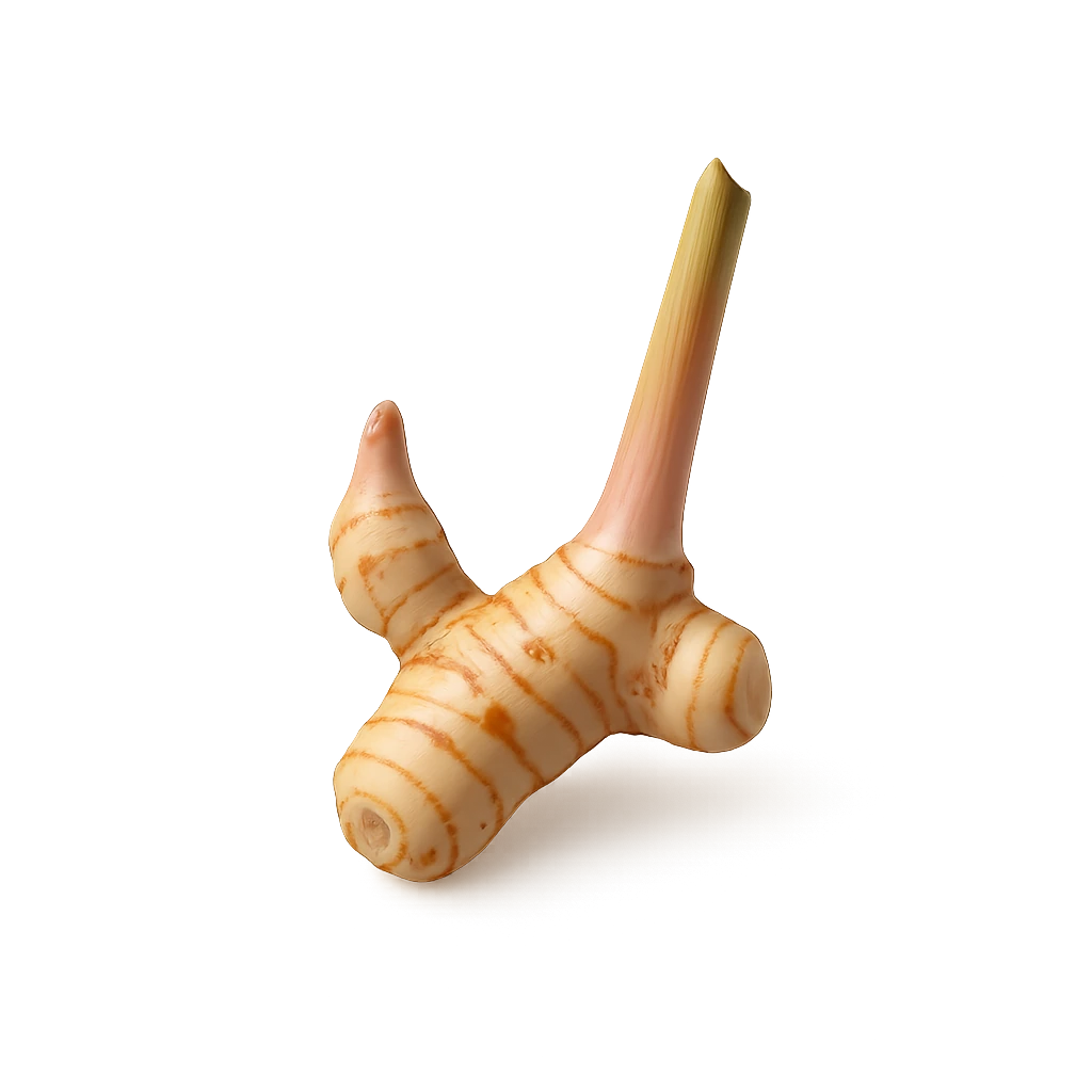 Галангал Корень
