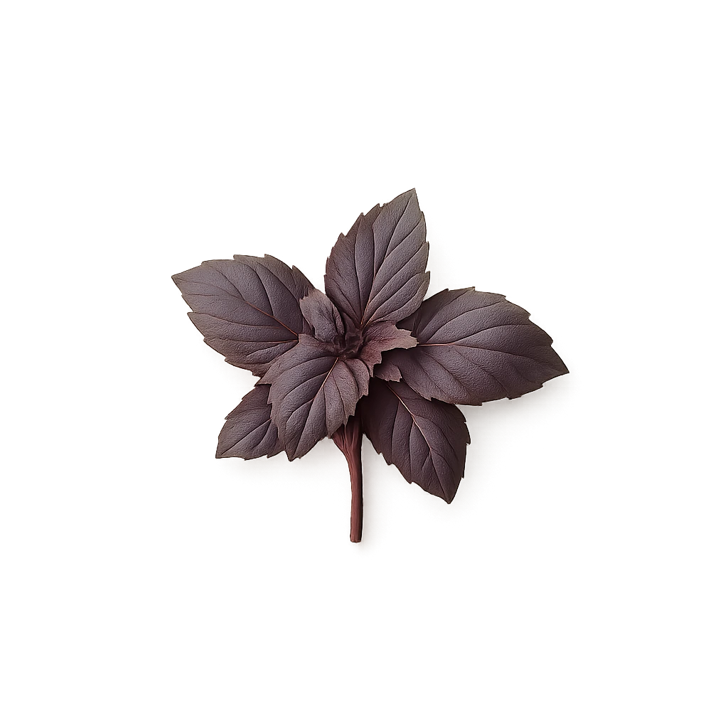 Базилик Красный (рейхан)