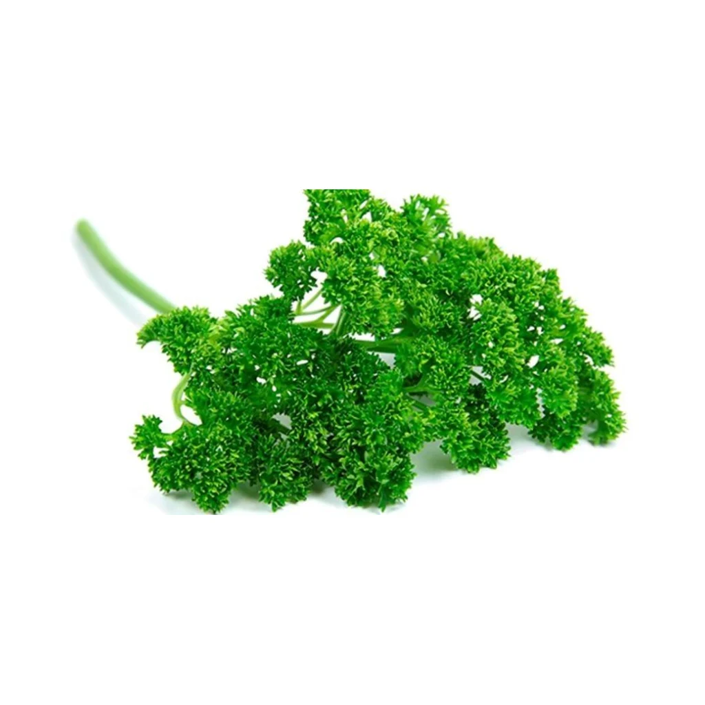 Петрушка кудрявая