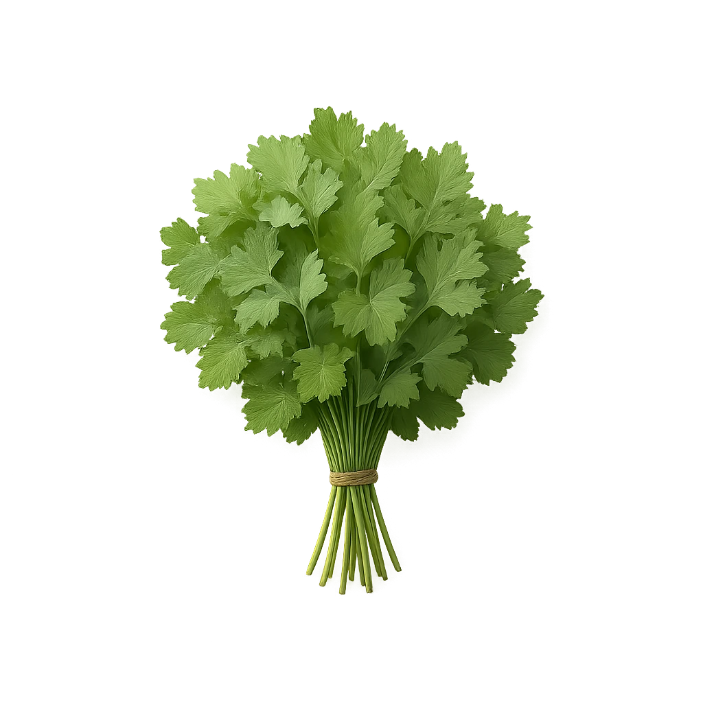 Кинза Свежая