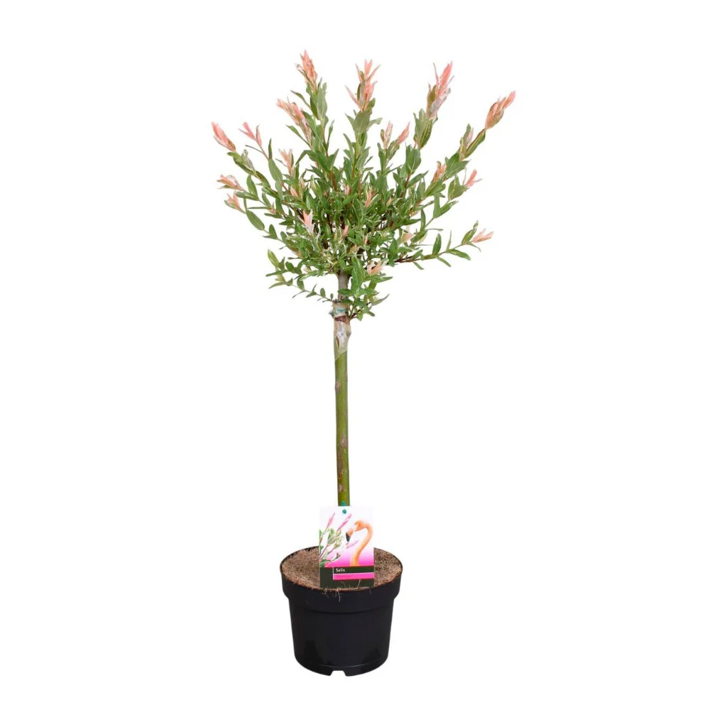 Саликс (cornus) 70 см