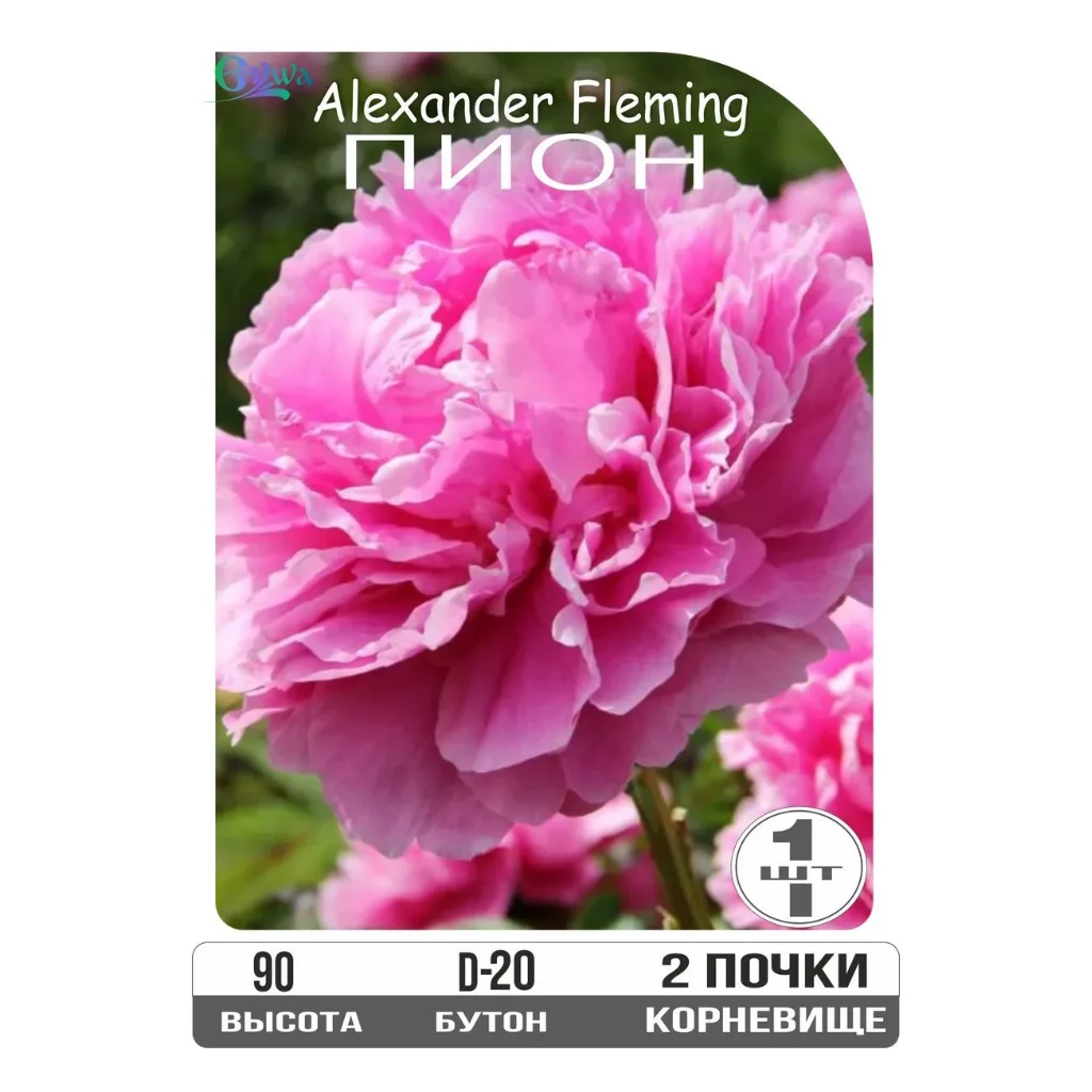 Пионы Александр Флеминг