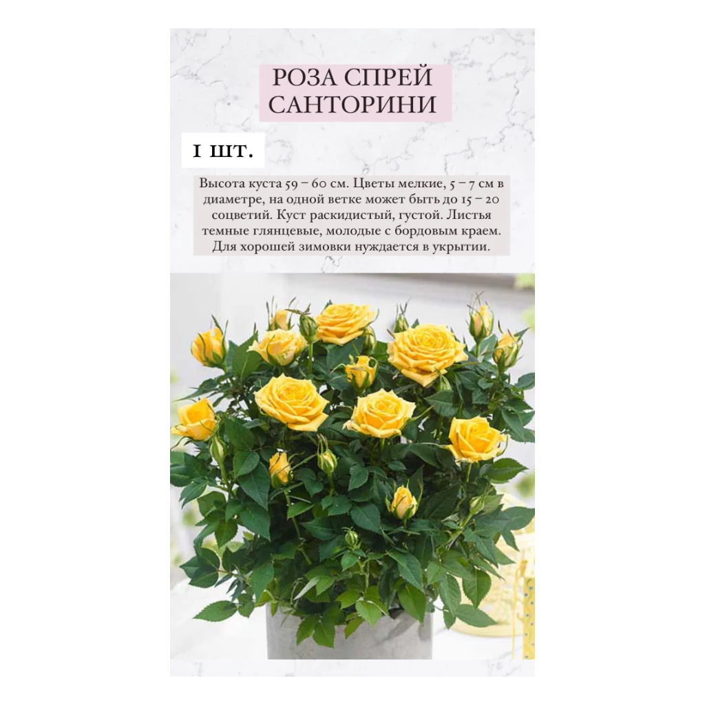Роза садовая микс куст.50 — фото 1