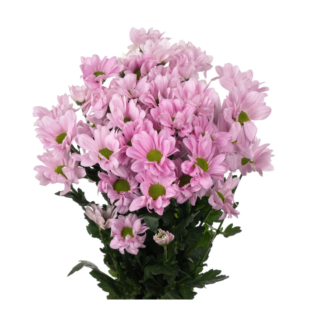 Хризантема куст прешес — фото 1