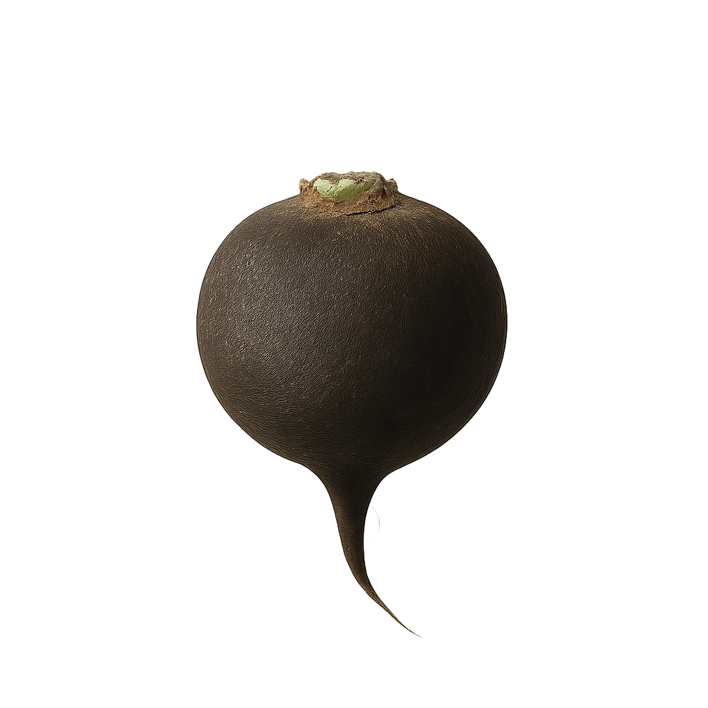 Редька Чёрная